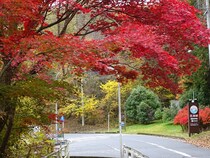 【岐阜県恵那市】「恵那峡もみじまつり」開催。紅葉はもちろん、マルシェや音楽ステージも