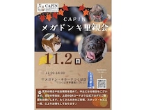【茨城県つくば市】犬たちに触れあい、新しい家族との“ご縁”をつなぐ「CAPINメガドンキ里親会」開催