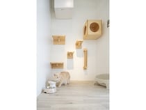 【東京都品川区】細部まで愛情と清潔さを極めた完全個室型・少数制「猫専用ペットホテル」戸越に誕生