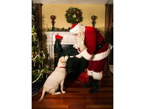 【栃木県那須町】愛犬にプレゼントを届けに本物のサンタクロースが「フォレストヒルズ那須」を訪れる