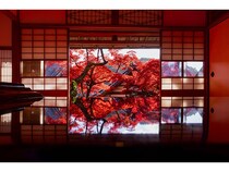 【京都府長岡京市】上書院の特別公開やライトアップも実施！柳谷観音楊谷寺紅葉ウィーク2025開催