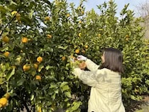 【広島県三原市】ANA「農園プロジェクト」、広島・三原でレモン収穫を楽しむ体験ツアーを開催