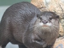 【岐阜県各務原市】アクア・トト ぎふ、もうすぐ1000万人来場のためイベント多数開始！