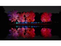 【大阪府大阪市】チームラボが手がける長居植物園の夜の野外ミュージアム、紅葉の見頃を迎え秋の景色に