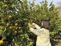 【広島県三原市】ANA「農園プロジェクト」、広島・三原でレモン収穫を楽しむ体験ツアーを開催