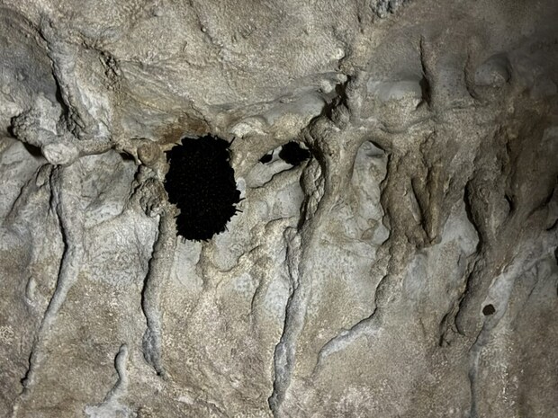 『景清洞』内部、天井のコウモリの写真。