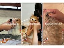 ペットの鼻紋を刻むimprimo メモリアルジュエリーがSNSで話題！リール再生500万回突破