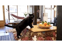 【千葉県富津市】南房総の里山グランピング「和心村」で“こたつ・サウナ・鍋・猫”の冬体験を楽しもう！