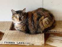 病気などでペットを手放した人の支えに。犬猫の治療費のためのクラファン実施中