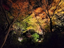 【大阪府河内長野市】「大阪府立花の文化園」にて秋のライトアップ二夜限定で開催。植物園の紅葉×竹あかり