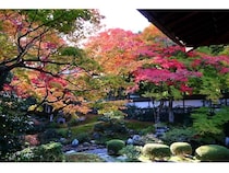 【京都府京都市】泉涌寺が今秋新たな授与品を頒布。秋季限定の特別御朱印「楊貴妃観音 心身美麗」も