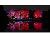 【大阪府大阪市】チームラボが手がける長居植物園の夜の野外ミュージアム、紅葉の見頃を迎え秋の景色に