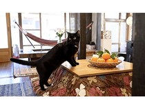 【千葉県富津市】南房総の里山グランピング「和心村」で“こたつ・サウナ・鍋・猫”の冬体験を楽しもう！