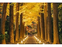 【東京都杉並区】大田黒公園の紅葉ライトアップが幻想的！都会を忘れる癒しの空間