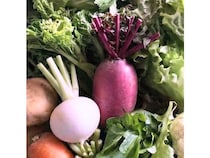 千葉の畑で朝収穫した野菜を東京の飲食店へ当日届ける「ベジクル とれたて便」が開始