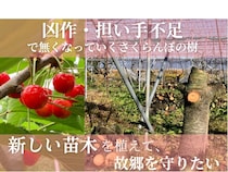 【山形県山辺町】耕作放棄地に苗木を植えて産地を維持し、故郷を守る。さくらんぼ農家がクラファン開始