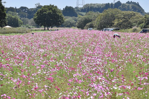 コスモスまつり2025