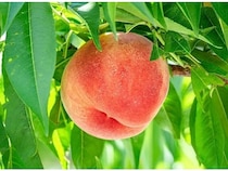 和歌山県紀の川市が、GCFで桃を育てる農家支援を目的としたプロジェクトを実施中