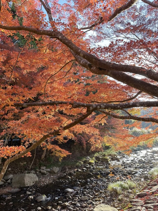トップ写真。紅葉と川の写真。