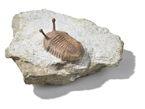 【静岡県静岡市】静岡科学館で企画展「古生代探検隊」開催。恐竜時代以前の生物の進化を展示で紹介