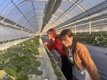 【千葉県袖ケ浦市】東京ドイツ村に、いちご狩り施設「すとろべりーはんと」登場！よつぼしや紅ほっぺも