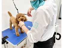 ペットファーストの安心個室ホテル「ONE LUKE」がフィリピン・マカティに初出店！