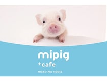 【神奈川県・栃木県】横浜中華街＆宇都宮の商業施設に、マイクロブタカフェ「mipig cafe」の新店舗OPEN！