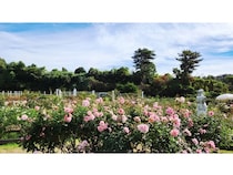 【神奈川県川崎市】色鮮やかな秋バラが楽しめる「生田緑地ばら苑」秋の一般開放開催！イベントも実施