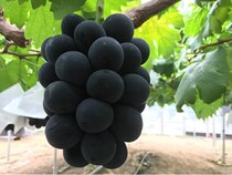 びほく産ピオーネが当たるキャンペーン開催中！極上と呼ばれるおいしさの秘密とは？