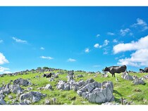 【愛媛県・高知県】「日本のスイス」といわれる四国カルストを舞台にしたデジタルスタンプラリー開催中