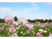 「JAPAN 47 GO」から9月のイベント情報を紹介！「三大鶏フェス」や「沼田花火大会」も