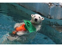 【大阪府大阪市】天王寺動物園でホッキョクグマなどの生態に迫るイベント開催！写真・動画の募集企画も