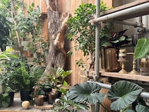 【大阪府大阪市】植物と共に広がる新しい価値を提案する、進化系園芸店「garage OSAKA」オープン！