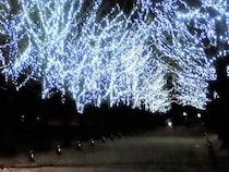 【岐阜県各務原市】「学びの森イルミネーション」開催中。約10万球のLED電球が装飾されているイチョウの並木道を満喫！