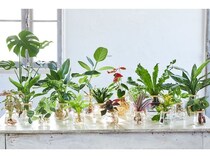 週1回の水やりで育つ水耕栽培ブランド「WOOTANG」がECサイトをリニューアル！