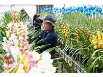 シンビジウムの品種改良や育苗、栽培などを手掛ける河野メリクロンがCM放送を開始