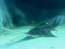 【三重県伊勢市】絶滅危惧種のノコギリエイの展示が復活！世界的にも珍しい長期飼育個体を一般公開中