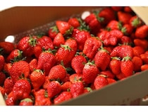 スイーツパラダイスが「ブランドいちご食べ放題」開催！いちごタルト・いちご大福も