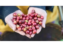 ラオス発の水素焙煎コーヒーがMakuakeに登場！何杯でも飲みたくなるすっきりした後味