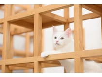 【広島県広島市】保護猫カフェ「ネコリパブリック広島」が、“同時入店を1組限定”とする新制度導入！