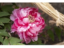 【東京都台東区】常時約40品種160株以上を展示する、「第四十四回 上野・東照宮 冬ぼたん」開苑！