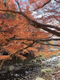 【山口観光】『大寧寺（たいねいじ）』――山口県で大人気の紅葉スポットといえばここ！