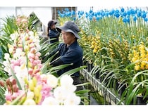 シンビジウムの品種改良や育苗、栽培などを手掛ける河野メリクロンがCM放送を開始