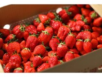 スイーツパラダイスが「ブランドいちご食べ放題」開催！いちごタルト・いちご大福も