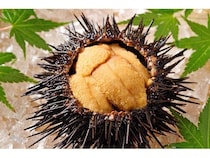 北海道室蘭市の「天然活蝦夷あわび」と「キタムラサキウニ」が、ふる納返礼品に登場！