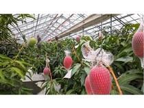 【千葉県千葉市】千の葉ライチ圃場で全4回の小中学生向けマンゴーマイスター養成講座開催！参加者募集