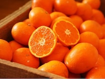 蔵出しみかんの藤原農園が、26年の蔵出しみかんの出荷を開始！オンラインで購入可能