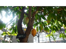 【大阪府大阪市】鶴見区の植物園「咲くやこの花館」にて企画展「カカオとコーヒー展」今年も開催中