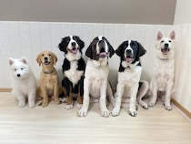 【東京都江戸川区】推しワンズと過ごすロマンチックな夜！大型犬カフェ ほっとひと犬のバレンタイン企画