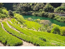 【高知県】高知・仁淀川で「土佐茶ツーリズム」が始動。絶景アフタヌーンティーなど全7種を体験